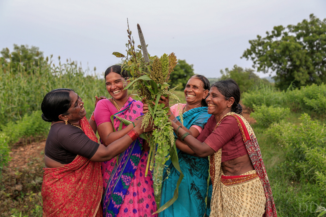 Dalit women farmers in Telangana have formed their own collectives to revive millet farming. Millets are the indigenous foods of various marginalised communities in India. Despite their inclusion in the National Food Security Act of 2013, the course grain is yet to come under the public distribution system.